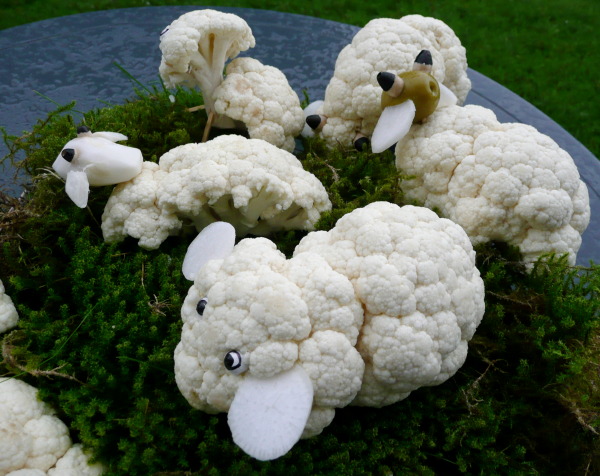 Schafe aus Blumenkohl